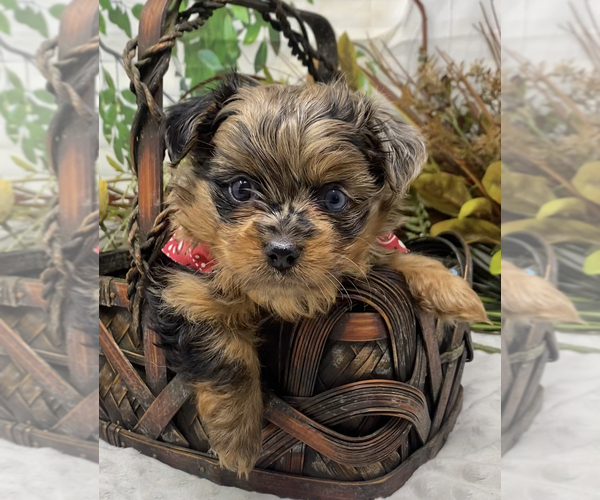 Medium Photo #1 Shorkie Tzu Puppy For Sale in SELLERSBURG, IN, USA
