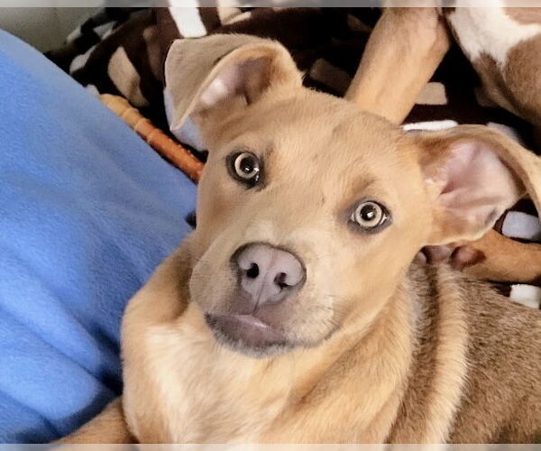 Medium Photo #3 American Staffordshire Terrier-Labrador Retriever Mix Puppy For Sale in Newport Beach, CA, USA