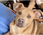 Small #2 American Staffordshire Terrier-Labrador Retriever Mix