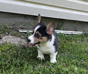Pembroke Welsh Corgi Puppy for sale in BYRON, GA, USA