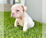 Small Photo #45 French Bulldog Puppy For Sale in COLUMBUS, OH, USA
