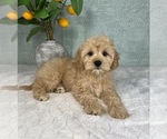Small Photo #2 Cavapoo Puppy For Sale in FRANKLIN, IN, USA