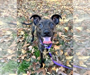 Mutt Dogs for adoption in Greenville, SC, USA