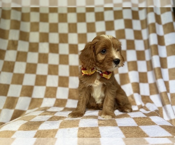 Medium Photo #2 Cavapoo (Miniature) Puppy For Sale in LAKELAND, FL, USA