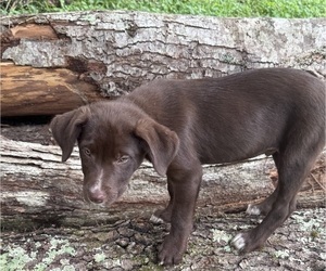 Medium Borador