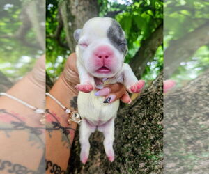 French Bulldog Dogs for adoption in Oakland Park , FL, USA