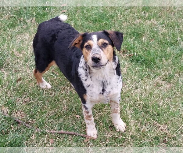 Medium Photo #3 Mutt Puppy For Sale in Garden City, NY, USA