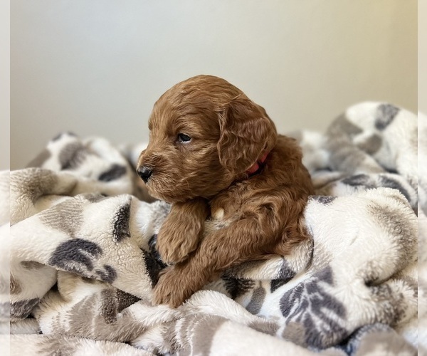 Medium Photo #1 Goldendoodle (Miniature) Puppy For Sale in MANTECA, CA, USA