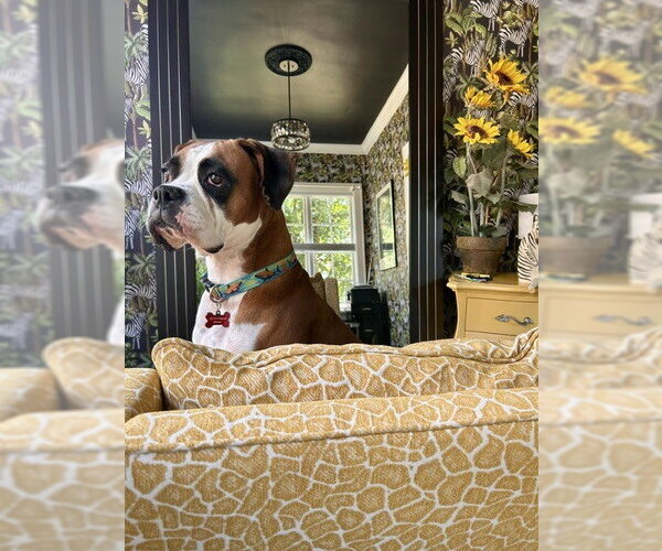 Medium Photo #1 Boxer Puppy For Sale in Evansville, IN, USA
