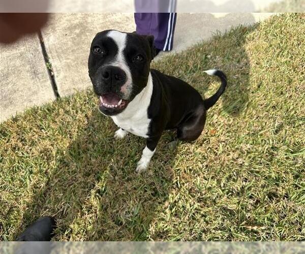 Medium Photo #1 Mutt Puppy For Sale in Houston, TX, USA