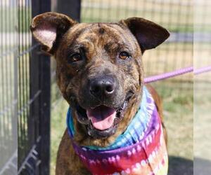 American Staffordshire Terrier Dogs for adoption in San Antonio, TX, USA