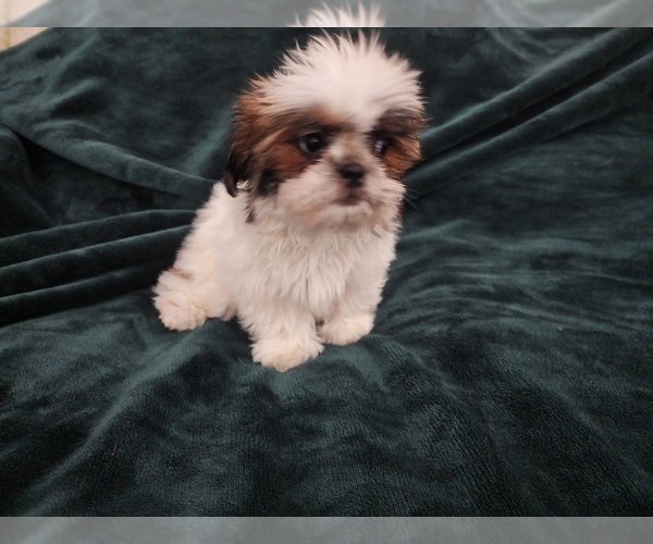 Medium Photo #4 Shih Tzu Puppy For Sale in WESLEY CHAPEL, FL, USA