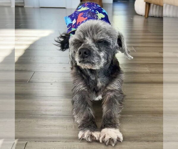 Medium Photo #2 Poodle (Miniature)-Unknown Mix Puppy For Sale in Spring Lake, NC, USA