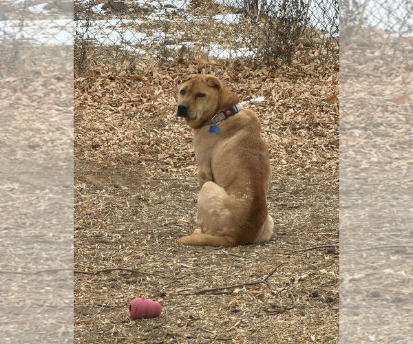 Medium Photo #1 Mutt Puppy For Sale in Fort Collins, CO, USA