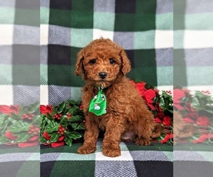 Poodle (Miniature) Puppy for sale in KIRKWOOD, PA, USA