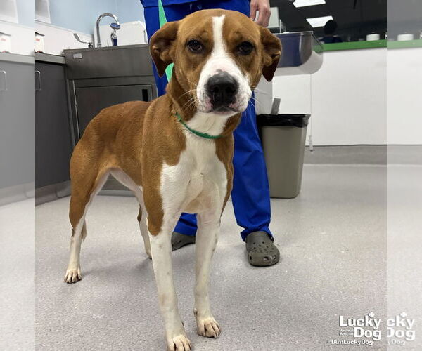 Medium Photo #2 Boxador Puppy For Sale in Washington, DC, USA