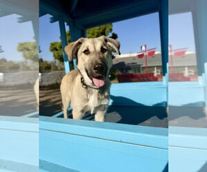 Siberian Husky-Unknown Mix Dogs for adoption in Seal Beach, CA, USA