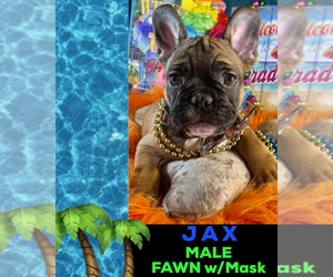French Bulldog Puppy for sale in HEATHROW, FL, USA