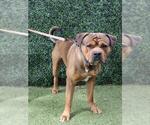 Small #1 Mastiff Mix