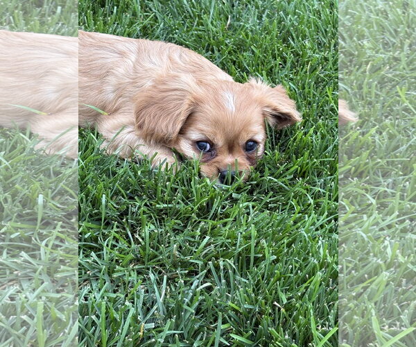 Medium Photo #3 Cavalier King Charles Spaniel Puppy For Sale in Sioux Falls, SD, USA