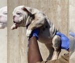 Small Photo #7 English Bulldog Puppy For Sale in HARTFORD, CT, USA