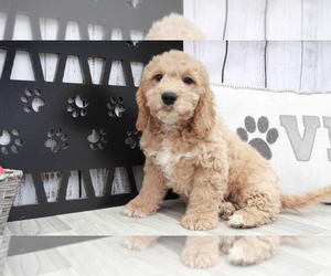 Goldendoodle (Miniature) Puppy for sale in MARIETTA, GA, USA