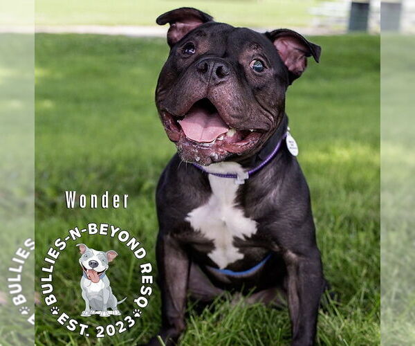 Medium Photo #1 American Pit Bull Terrier Puppy For Sale in Omaha, NE, USA
