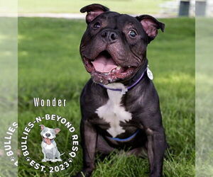 American Pit Bull Terrier Dogs for adoption in Omaha, NE, USA