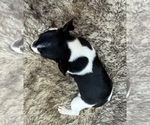 Small #3 Rat Terrier