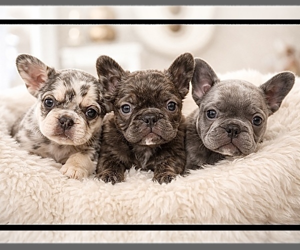Medium Photo #1 French Bulldog Puppy For Sale in BEREA, KY, USA
