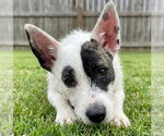 Small #2 Jack Russell Terrier Mix