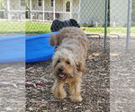 Small #4 Golden Retriever
