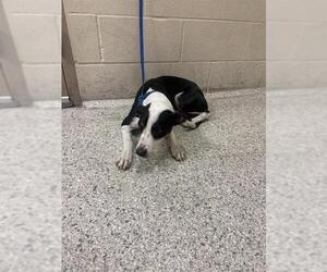 Mutt Dogs for adoption in Conroe, TX, USA