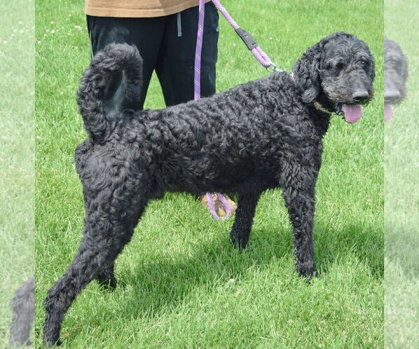 Medium Photo #6 Mutt Puppy For Sale in Huntley, IL, USA
