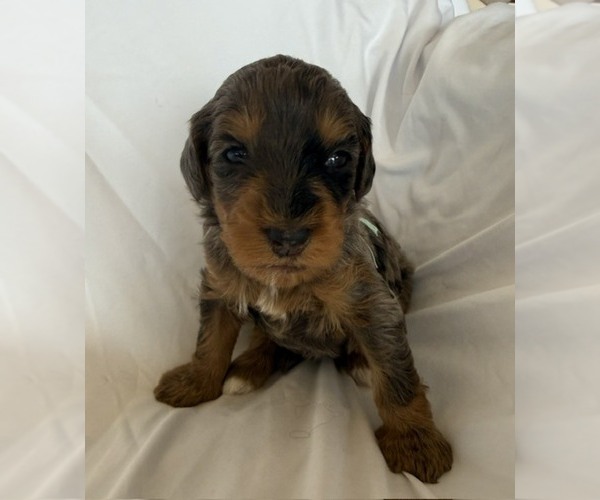 Medium Photo #9 Bernedoodle mix (+ Poodle Standard) Puppy For Sale in WAYLAND, MI, USA