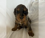 Small #8 Bernedoodle mix (+ Poodle Standard)