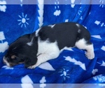 Small Photo #24 American Foxhound Puppy For Sale in AIKEN, SC, USA