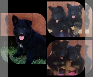 German Shepherd Dog Puppy for Sale in COUCH, Missouri USA