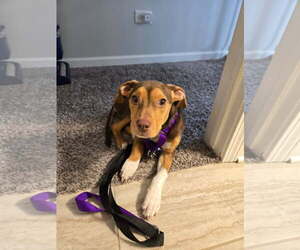 Sally Sue - Female Beagle-Unknown Mix Dog for Adoption - Photo #5