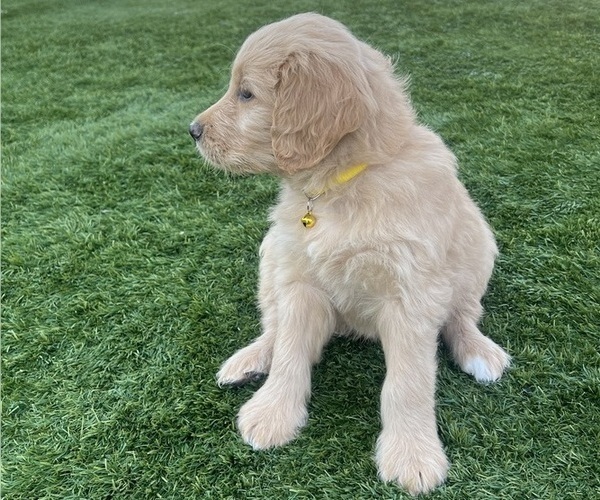 Medium Photo #16 Goldendoodle Puppy For Sale in PHOENIX, AZ, USA