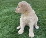 Small #15 Goldendoodle