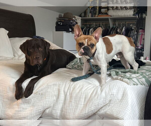 Medium Photo #5 French Bulldog Puppy For Sale in Oak Bluffs, MA, USA