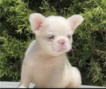 Small #6 French Bulldog