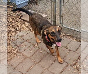 Mabel - Female Mutt Dog for Adoption - Photo #5