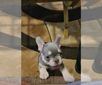 Small #5 French Bulldog