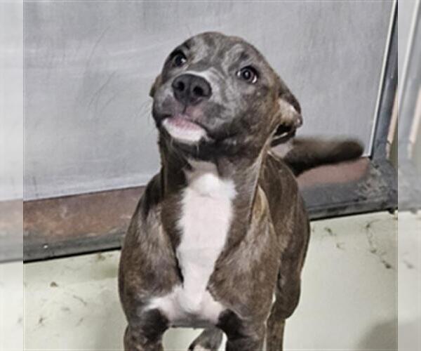 Medium Photo #1 Mutt Puppy For Sale in Bakersfield, CA, USA