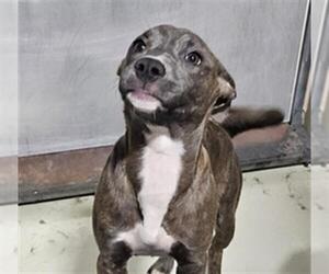 Mutt Dogs for adoption in Bakersfield, CA, USA