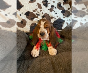 Basset Hound Puppy for Sale in OSSEO, Wisconsin USA