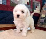Small Photo #8 Bichon Frise Puppy For Sale in PELHAM, NH, USA