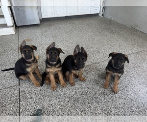 German Shepherd Dog Puppy for sale in DIGHTON, MA, USA
